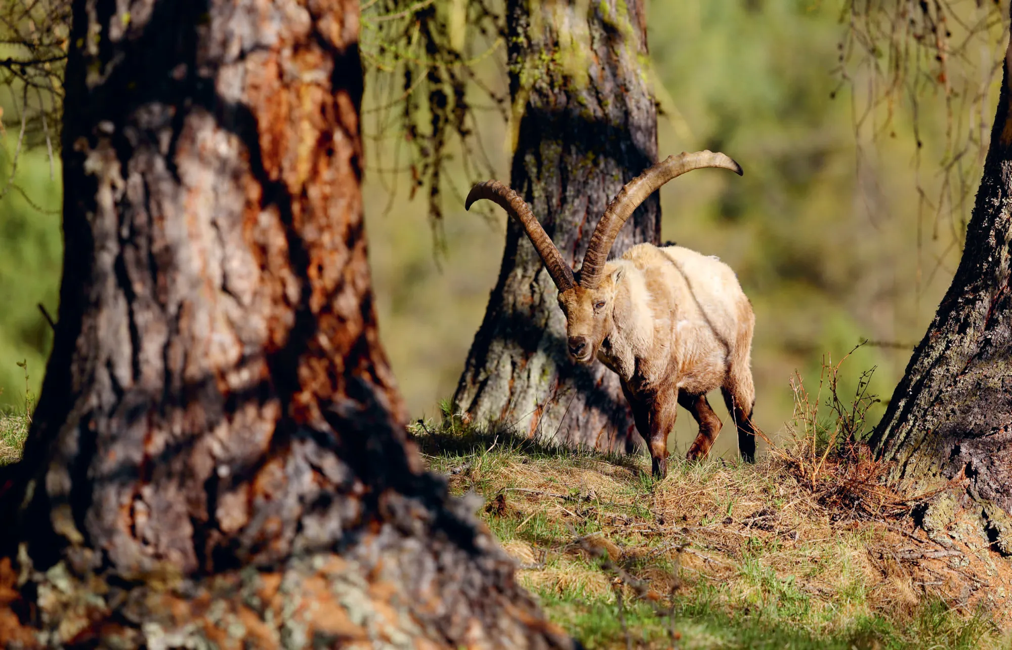 049o_Filli_Der_Steinbock_9783258084657(c)_Claudio_Gotsch
